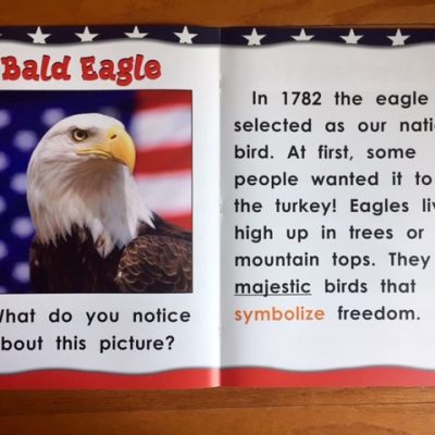bald eagle information